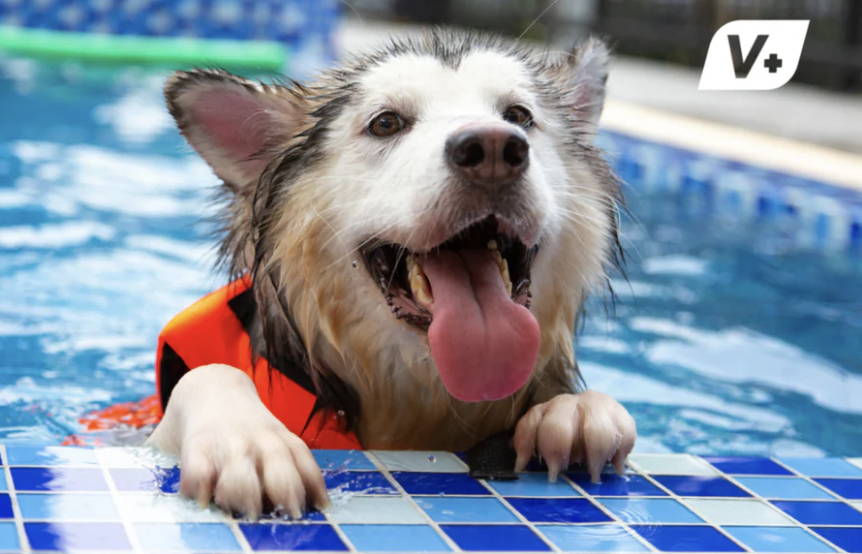 Husky dog in a life jacket doing water therapy for arthritis relief