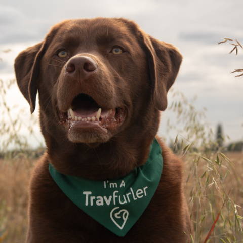 Labrado with Green dog bandana