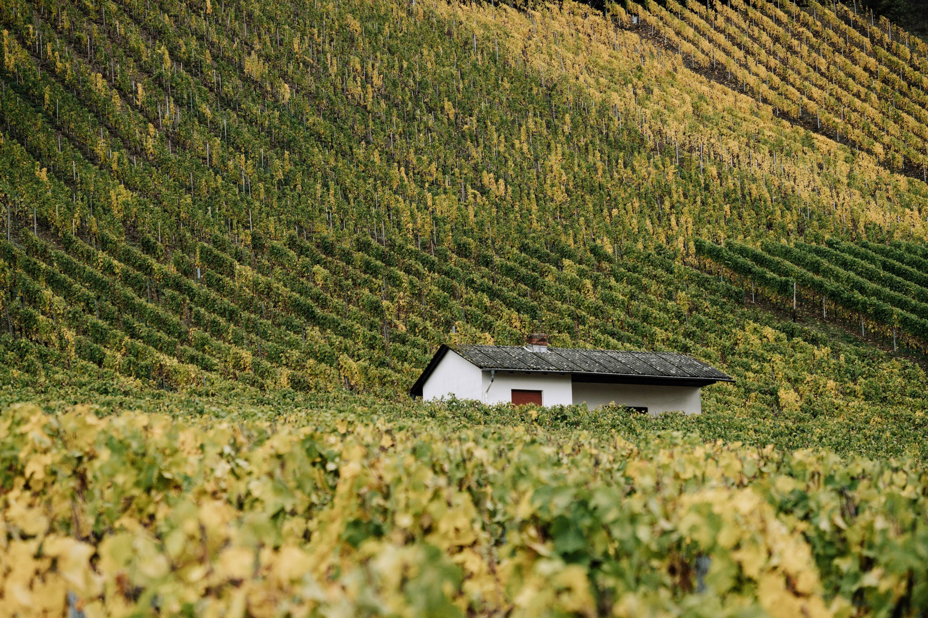 German wine region in Saale with vines and a cottage. 