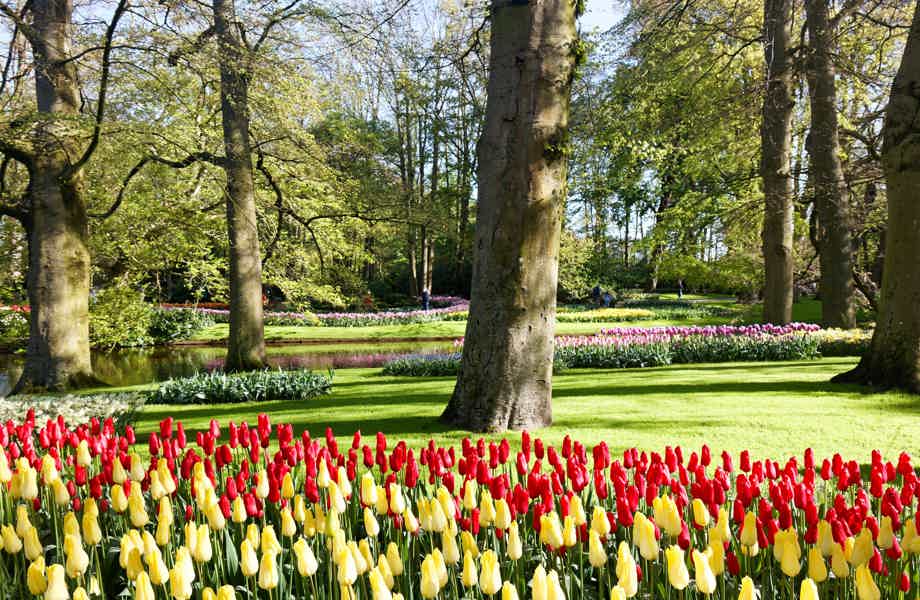 Keukenhof Gardens with Windmill Cruise & Transfer from Amsterdam - photo 6