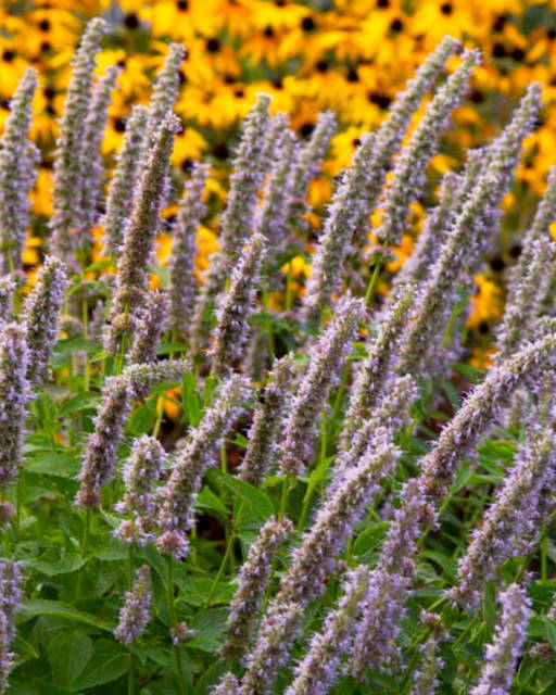 Butterfly Bush