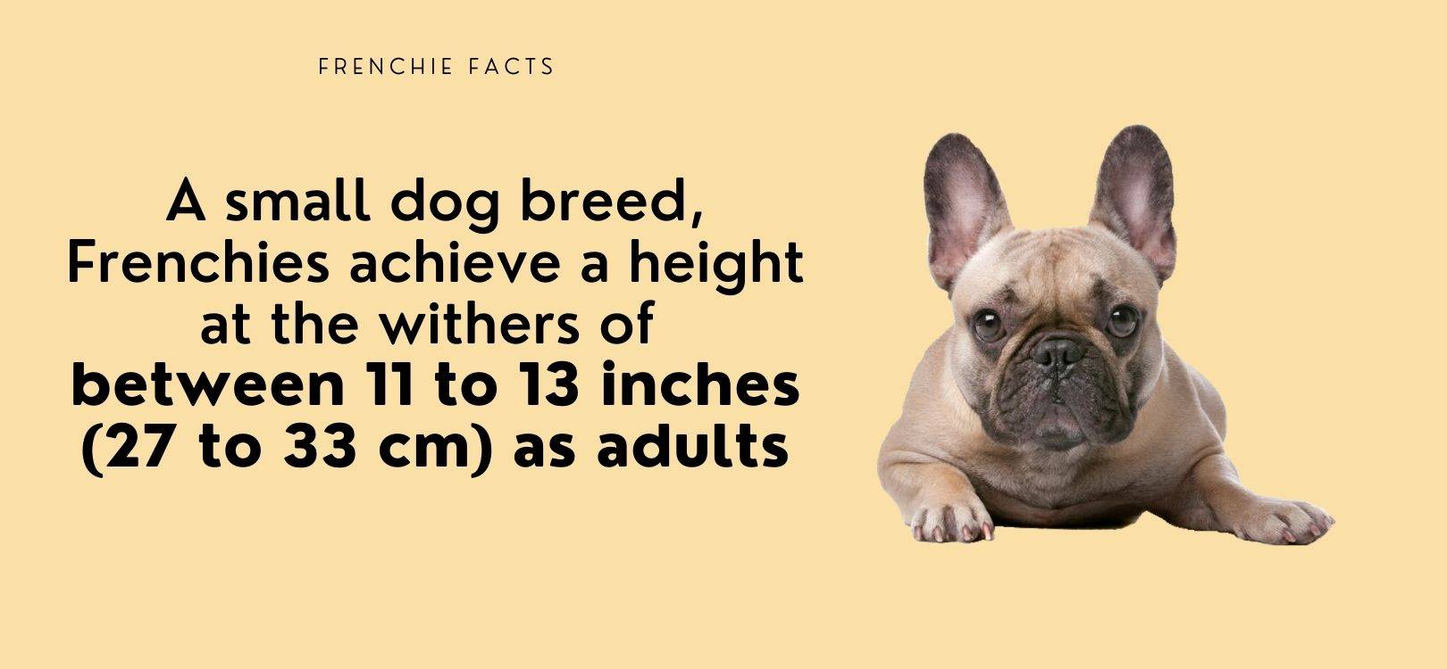 how big do frenchies get