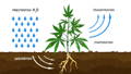 Diagram showing how precipitation gets absorbed into the roots of cannabis plants and then transpire through their leaves back into the atmosphere