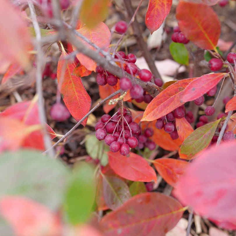 Close up image of bright red berries from aronia shrubs