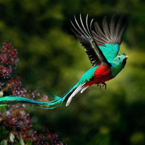 Bird Watching Tour