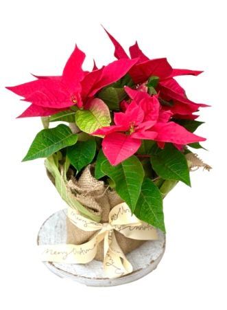 Perfect Petals Voucher