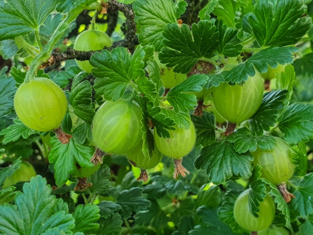 An image displaying a Gooseberry bush - It has small rough green leaves with three segments, and multiple ovular fruits that have thin white lines running down their skin.