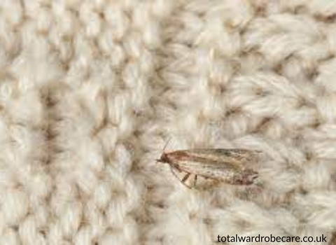 clothes_moth