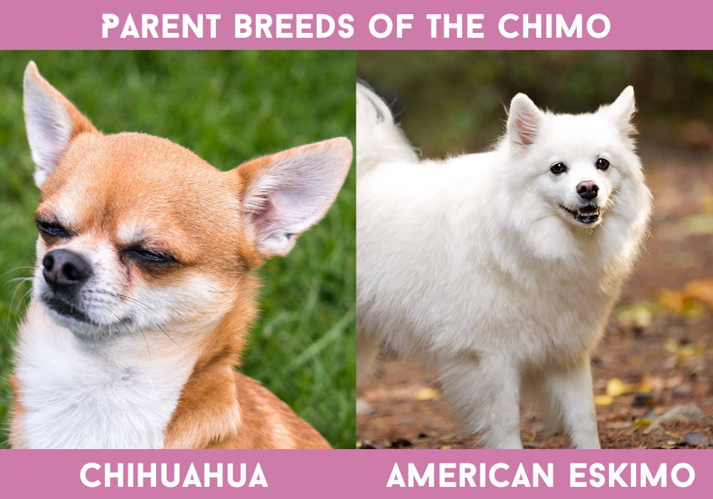 american eskimo dog chihuahua mix