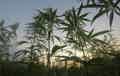 Wild cannabis plants with the sky in the background