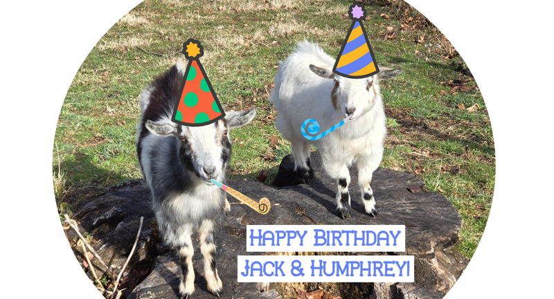 Little Goat Birthday Party