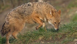naturzoo rheine fuchs auf jagd