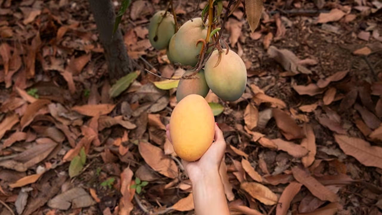Unlocking the Health Benefit of African Mango