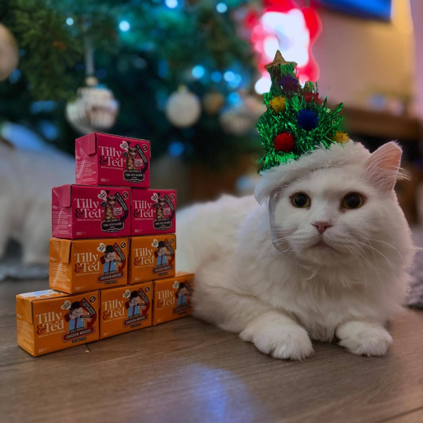 Festive cat in Christmas tree hat, next to yummy Tilly & Ted meals