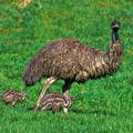 male_emu_with_brood_of_chicks