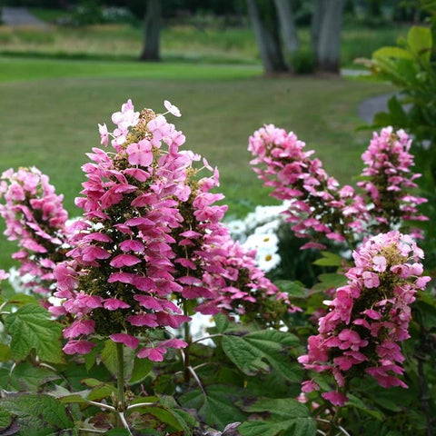 Gatsby Pink Hydrangea blossoms