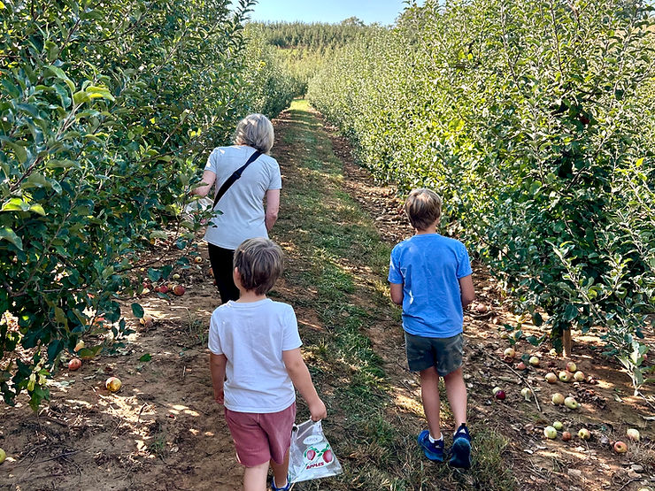 The Best Apple Picking from North Atlanta to North Georgia
