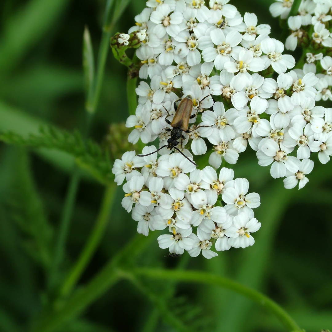 fleur de passiflore