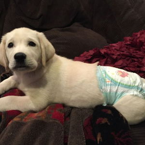 Diaper Fund