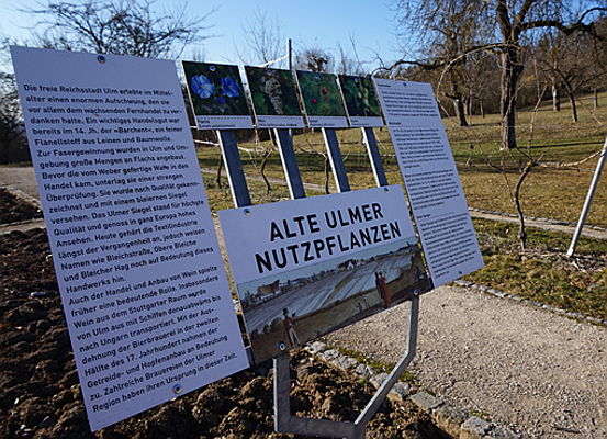  Ulm
- Infos_UlmerNutzpflanzen_BotanischerGartenUlm.jpg