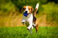 Hund am am Strand spielt im Wasser mit einem Ball