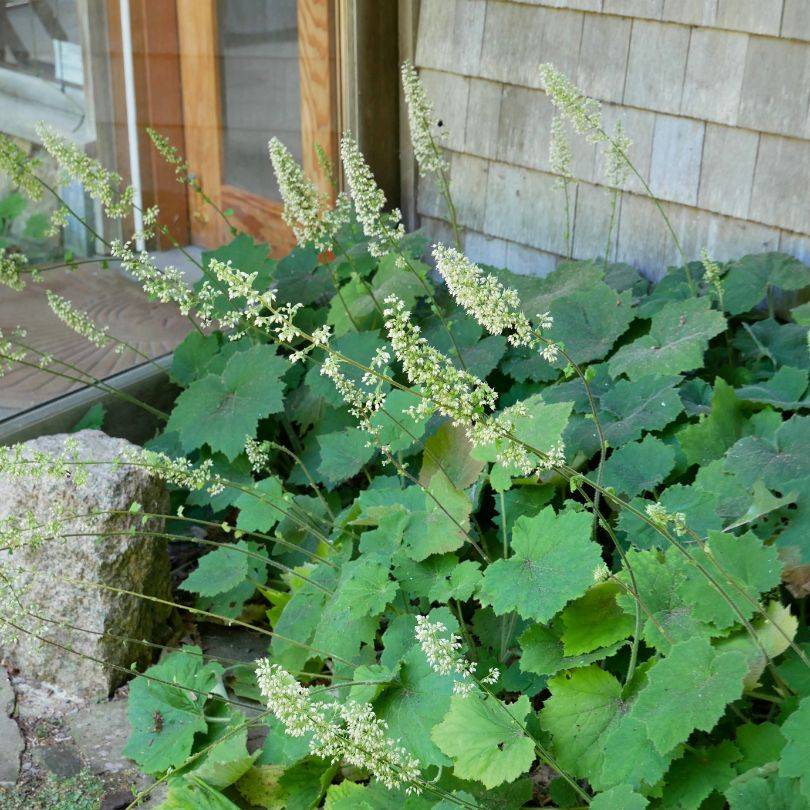 A cluster of Coral Bells (Heuchera) with rounded green leaves growing against a wooden shingled wall