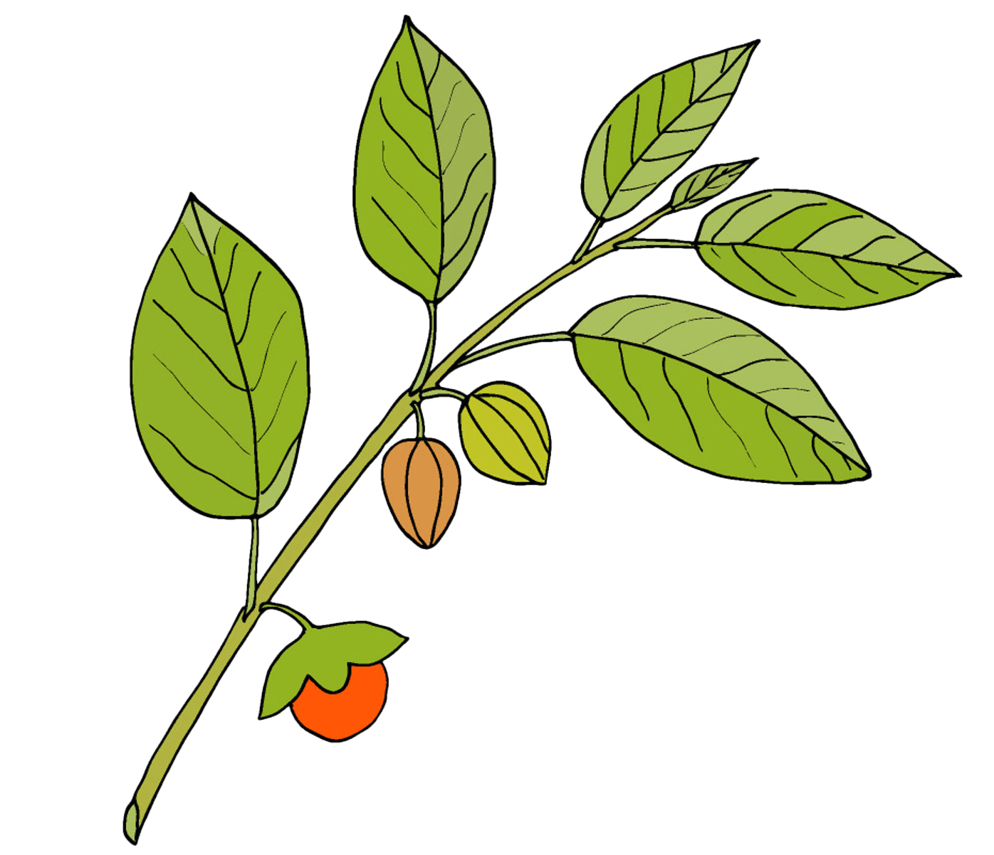 Deep nights ingredient ashwagandha