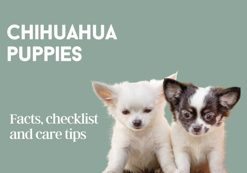chihuahua puppies