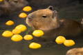 Capybara Taking a Yuzu Bath
