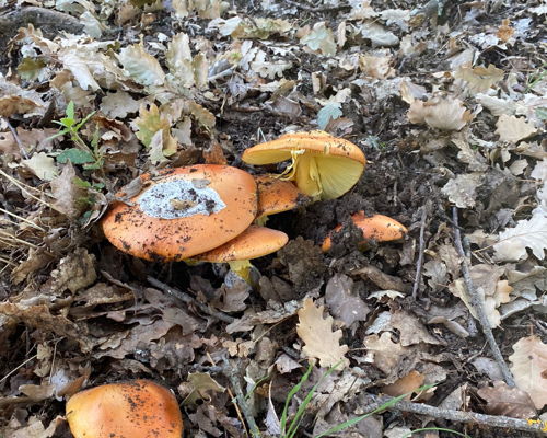 Tour enogastronomici Incisa in Val d'Arno: Escursione nel bosco alla ricerca di funghi e degustazione