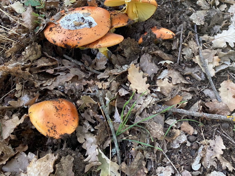 Food & Wine Tours Figline e Incisa Valdarno: A walk in the woods to forage for mushrooms and a tasting session