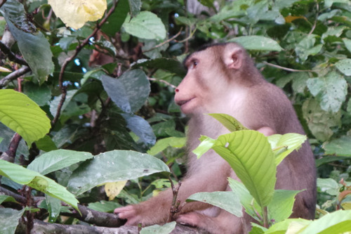 Тур Сепилок. Орангутан+Пещера Гомантонг+Река Кинабатанг+Природный тур Сандакана