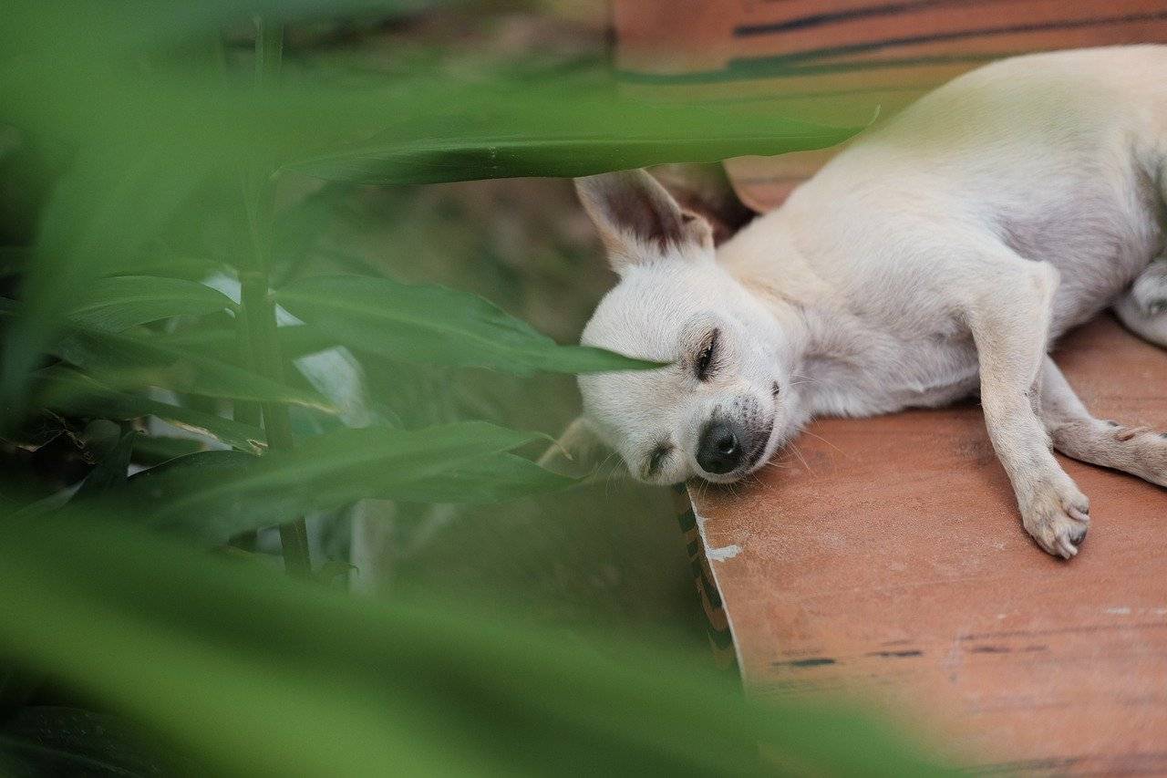 my chihuahua snores