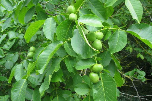 black walnut plant