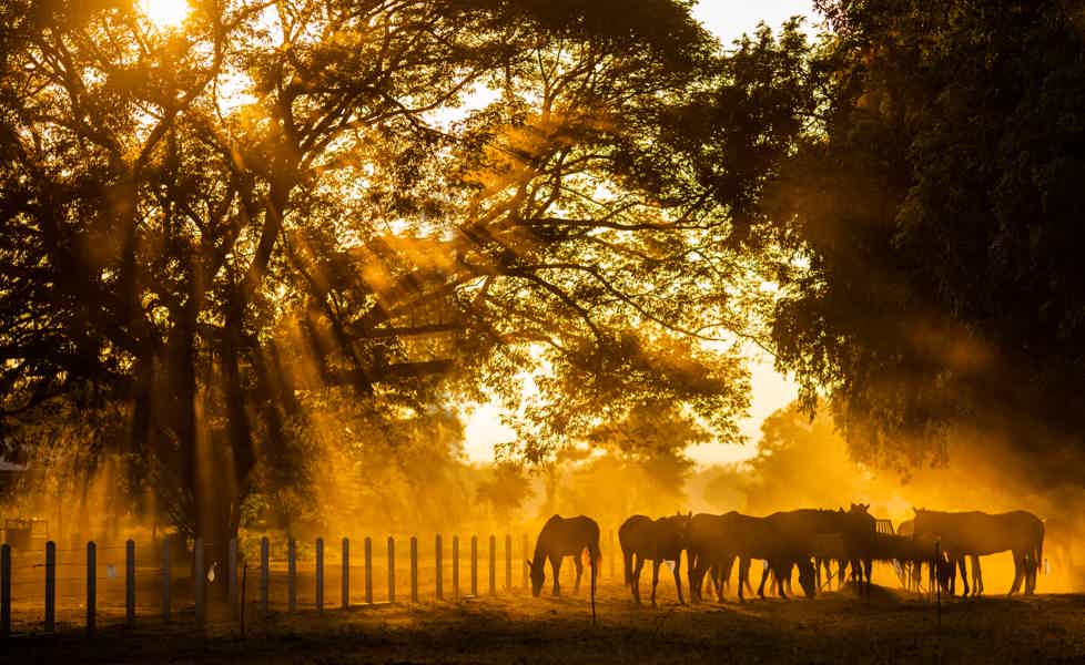Puszta Horse Show and Countryside - photo 3