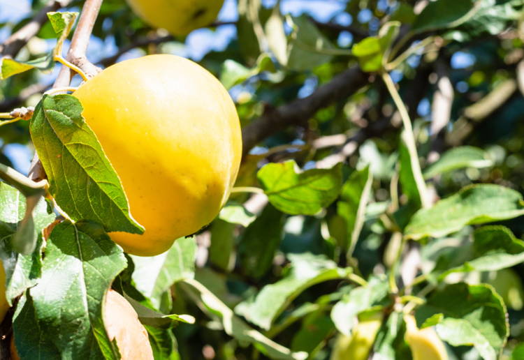 シナノゴールド 特徴