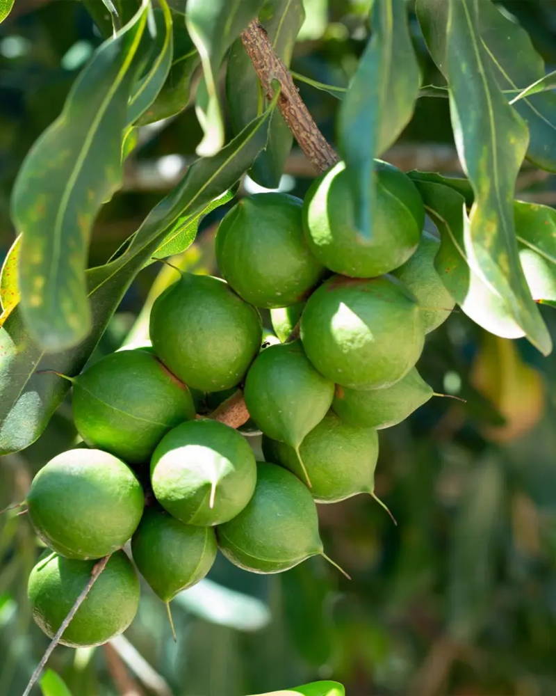Bio-Macadamiaöl