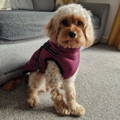 Small brown dog wearing a purple dog rain jacket standing in the rain