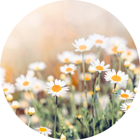 Chamomile Extract
