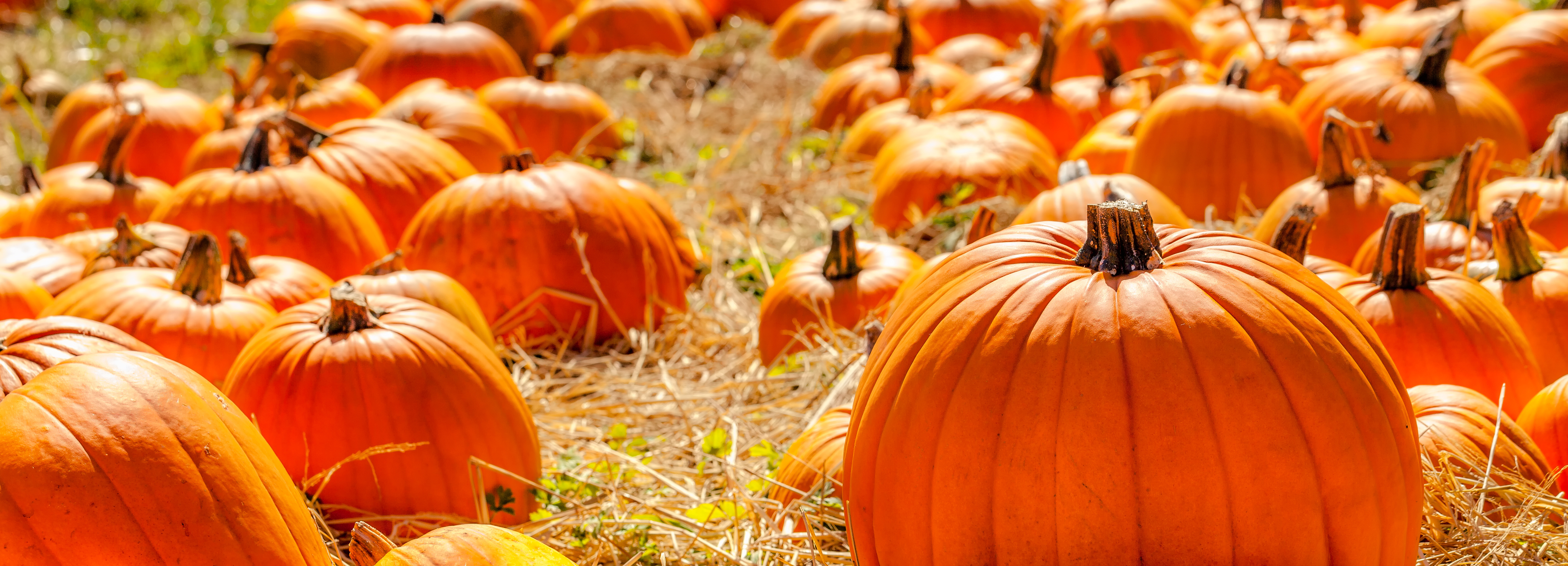 Fall Festivals | Charlottesville Insider