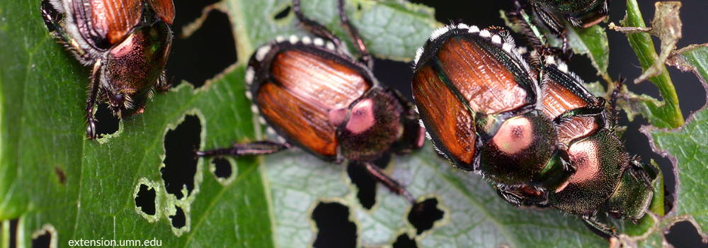 japanese beetles feeding on leaves