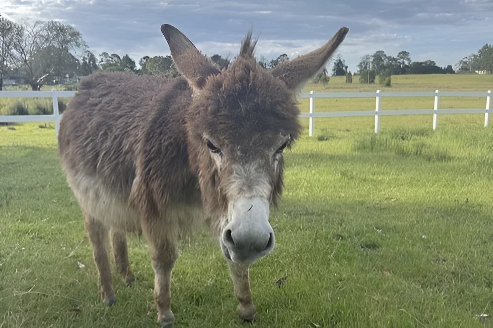 Mini Munchers Petting Zoo Voucher - Image 4