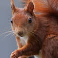closeup of red squirrel 