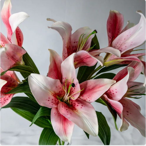 Pale Pink Oriental Lily - Realistic Artificial Flowers - Image 3