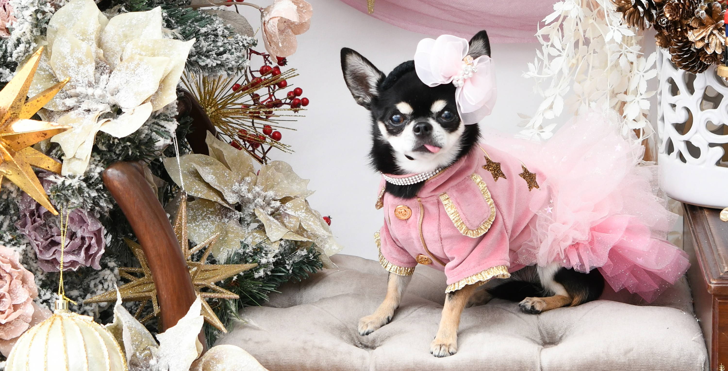 Luxebirdie（リュクスバーディ）|小型犬とのリュクスな生活を楽しむ