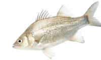 White Bass
