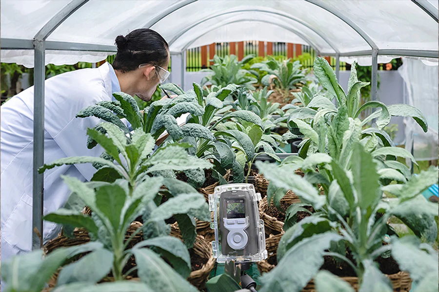 野菜