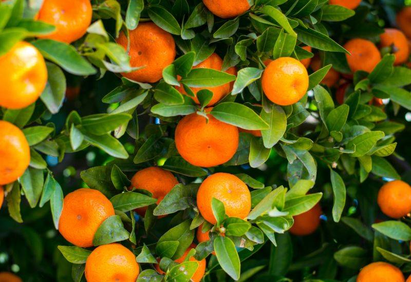 みかん 栽培みかん