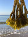 seaweed on beach isle of wight seaweed pressing