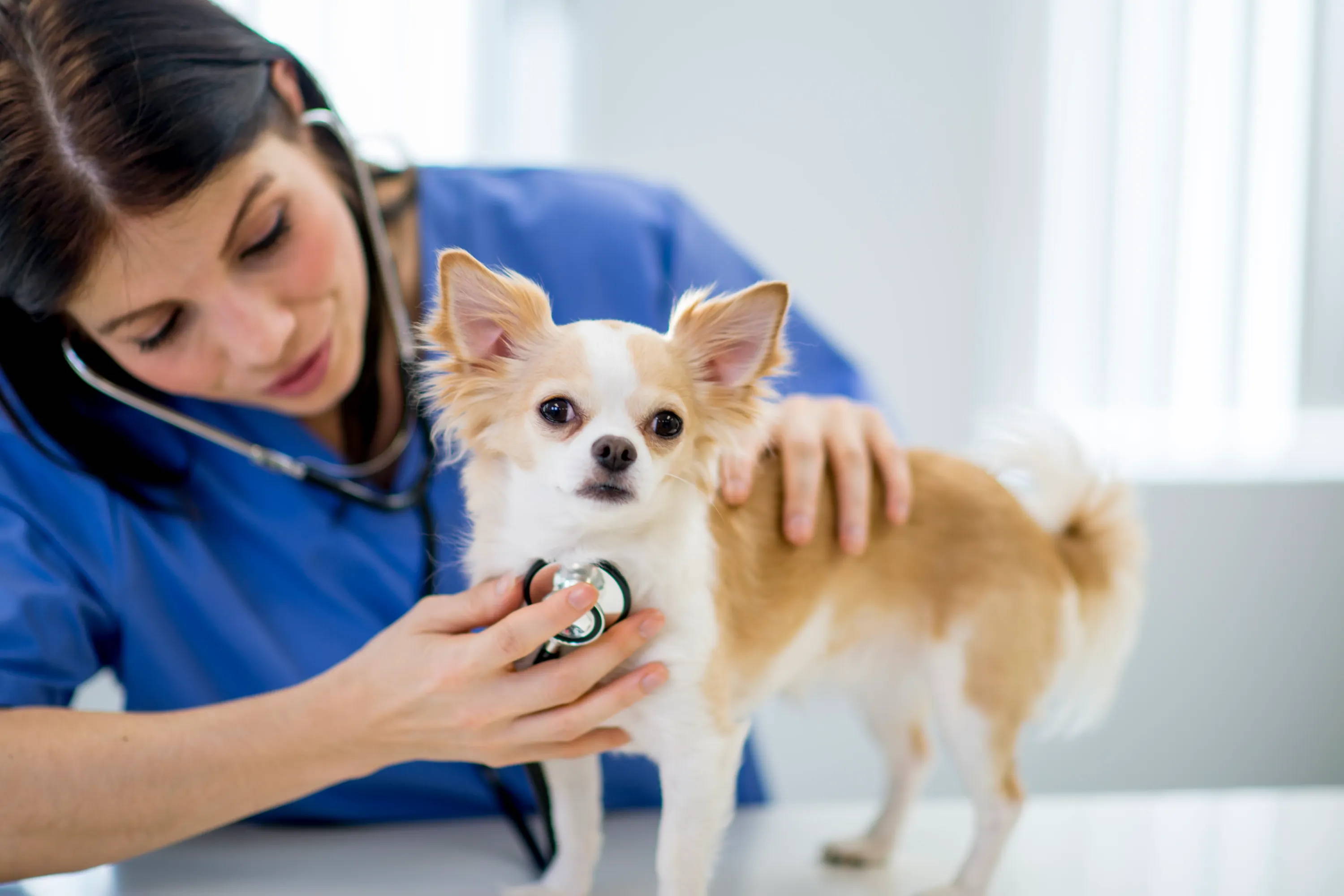 diabetes in chihuahuas